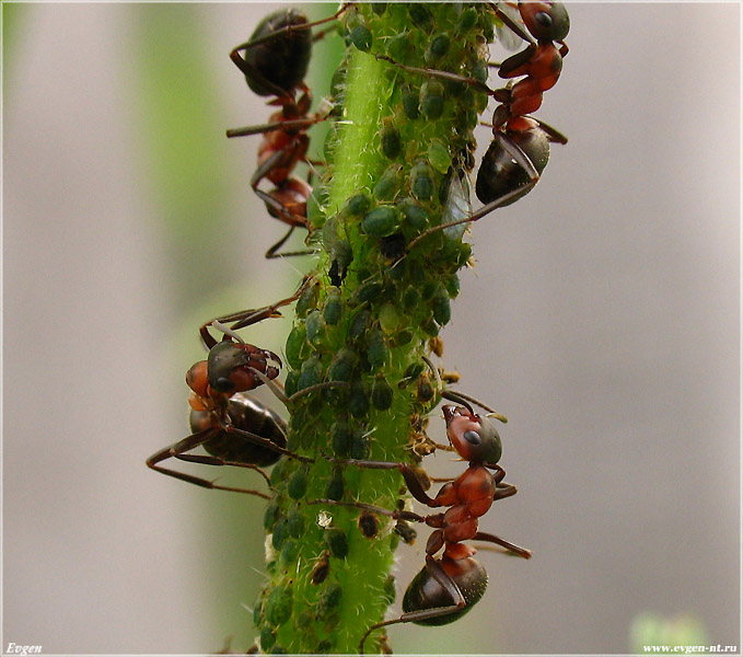 photo "***" tags: nature, insect