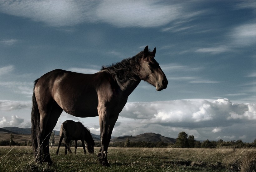 photo "***" tags: landscape, nature, mountains, wild animals