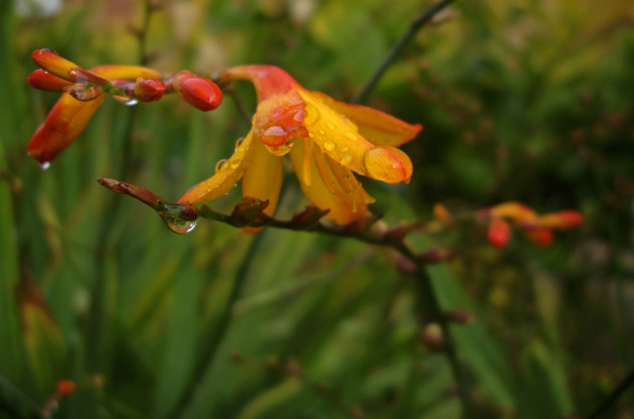 photo "***" tags: landscape, nature, autumn, flowers