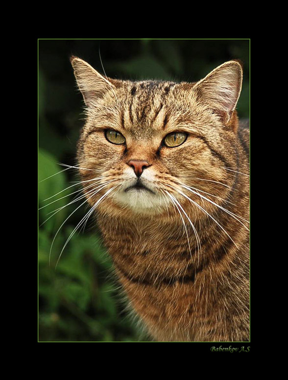 photo "The owner... Well at last that you have come....! =)" tags: nature, pets/farm animals