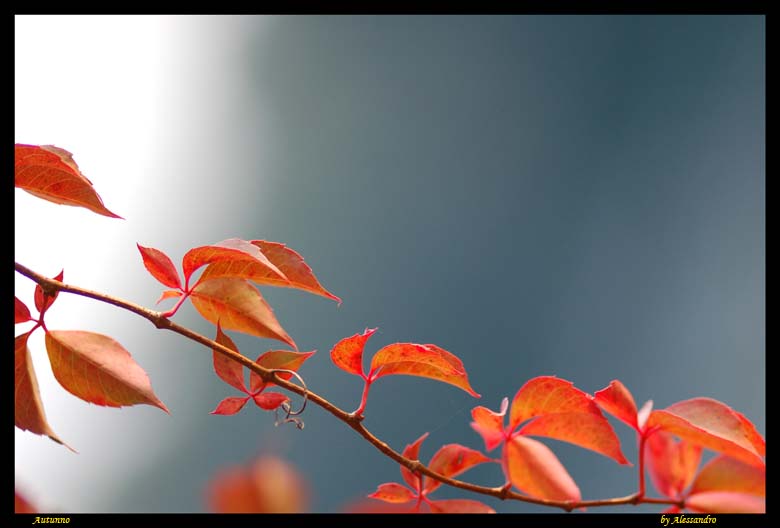 photo "autumn" tags: nature, flowers