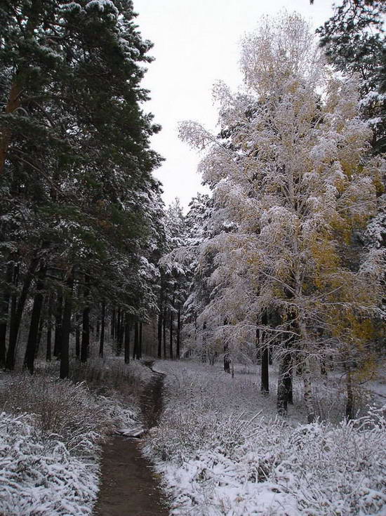 photo "***" tags: landscape, forest
