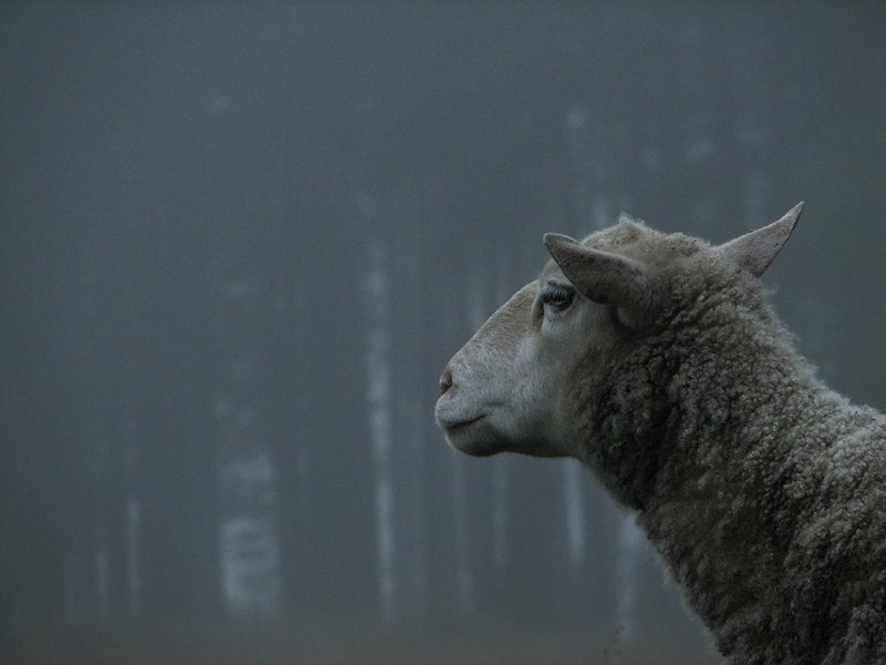 photo "Ovis aries & autumn mist" tags: nature, landscape, autumn, pets/farm animals