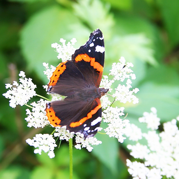 photo "Butterfly" tags: macro and close-up, nature, insect