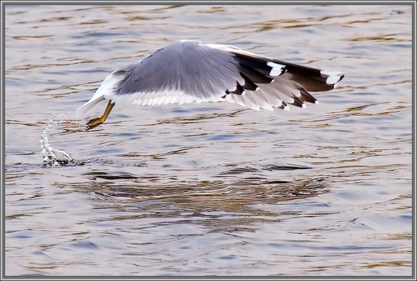 photo "Flight by style the Dolphin." tags: nature, wild animals