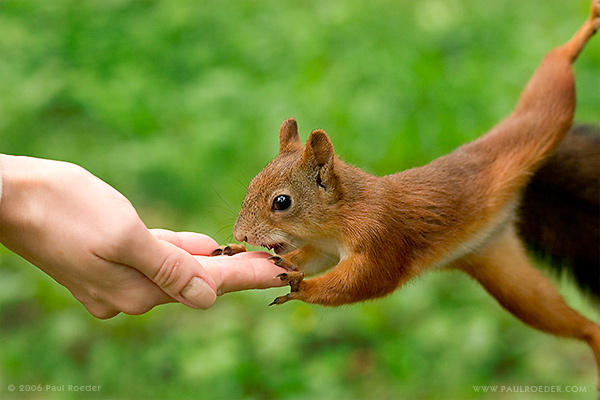 photo "Frog-Squirrel" tags: nature, reporting, wild animals