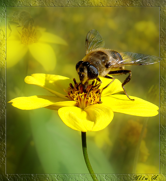 photo "***" tags: nature, insect