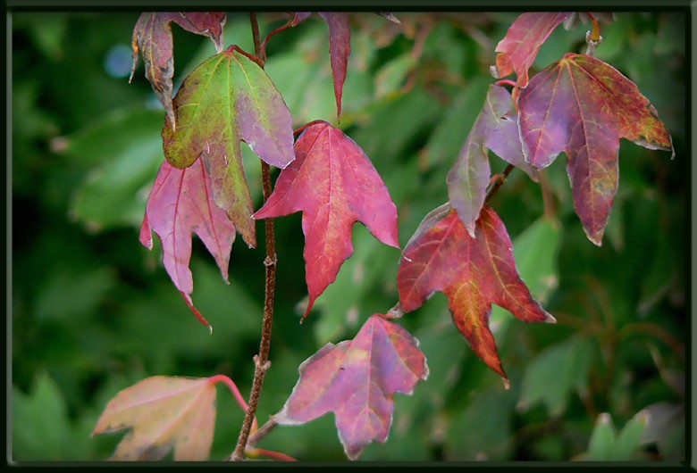 photo "autumn's back" tags: , 
