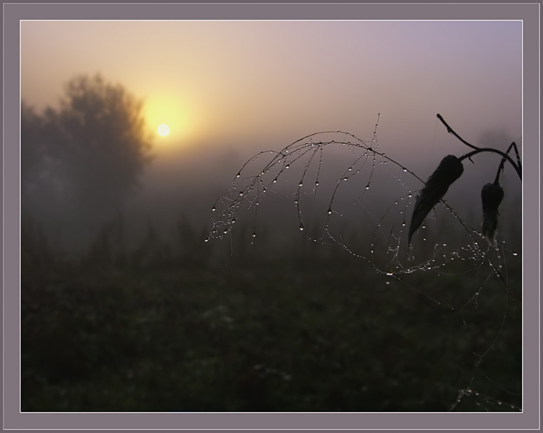 photo "Gentle morning" tags: landscape, nature, flowers, sunset