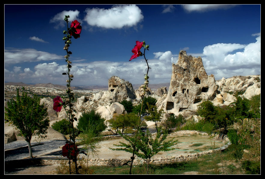 photo "Flowers" tags: landscape, travel, Asia, mountains