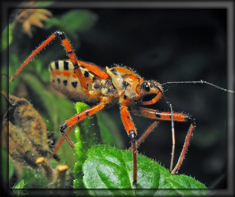 photo "***" tags: nature, macro and close-up, insect