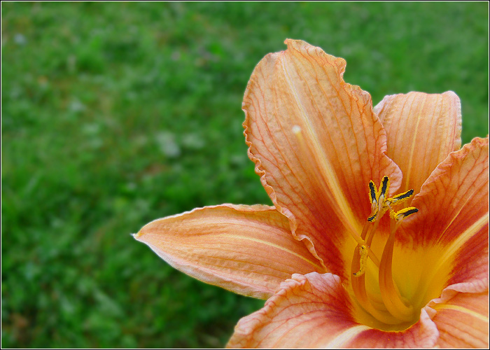 фото "Lily" метки: природа, цветы