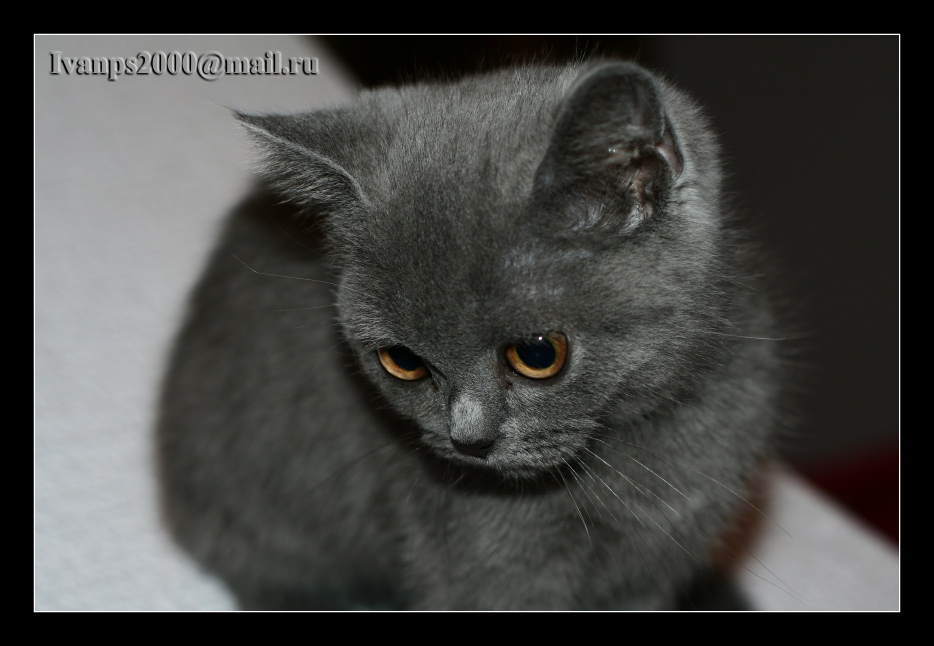фото ""Британец"" метки: природа, домашние животные