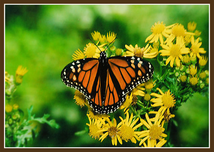 photo "Monarch Butterfly" tags: nature, insect