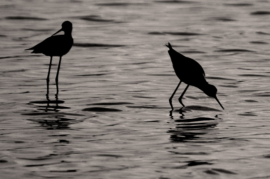 photo "Birds" tags: nature, black&white, wild animals