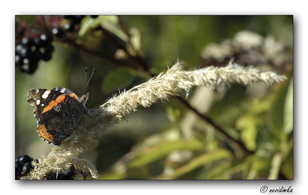 фото "* * *" метки: макро и крупный план, природа, насекомое