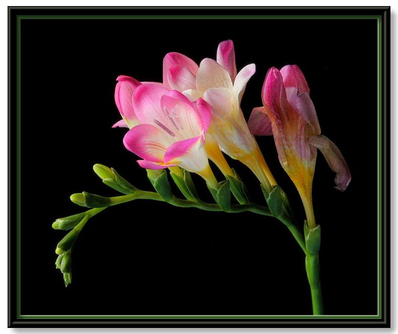 photo "pink freesia" tags: nature, flowers