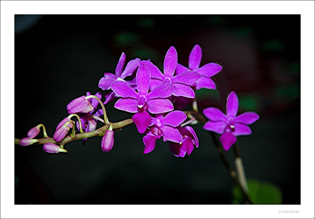 photo "orchidee" tags: nature, flowers