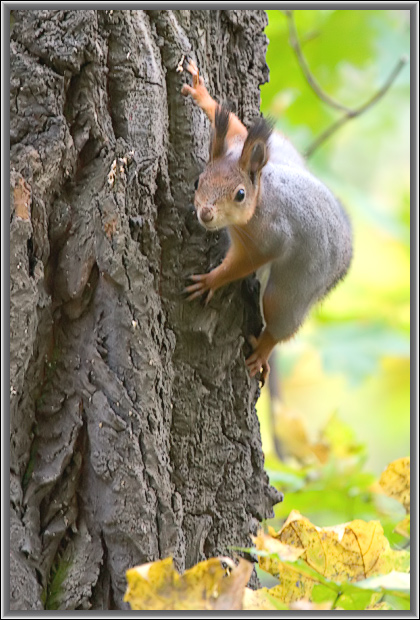 photo "Curious fiber." tags: nature, wild animals