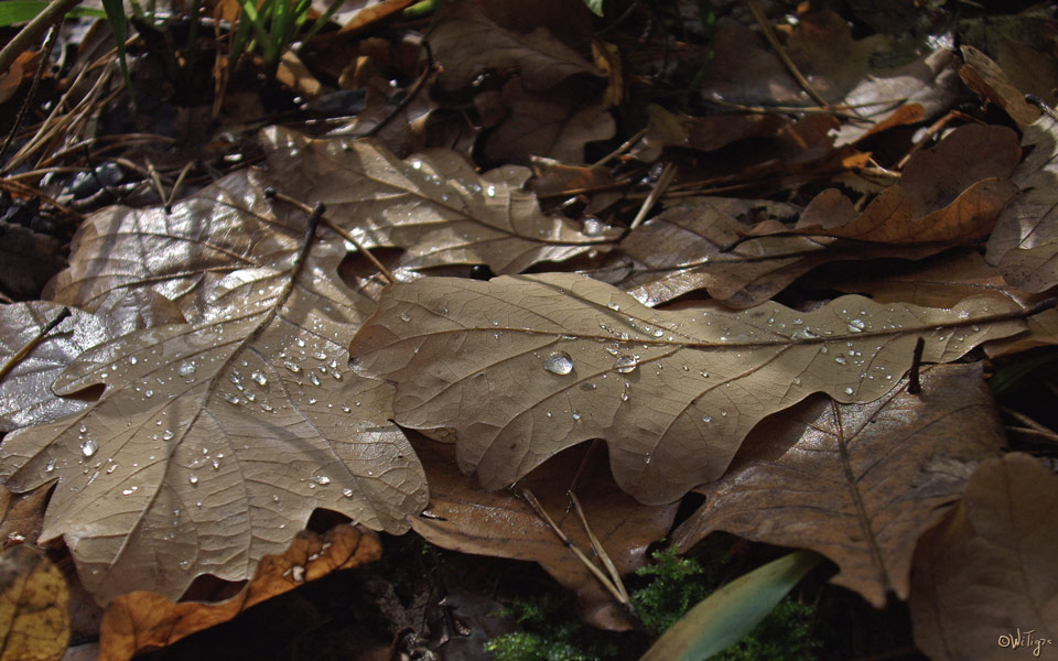 photo "The fallen sheets" tags: landscape, nature, autumn, flowers