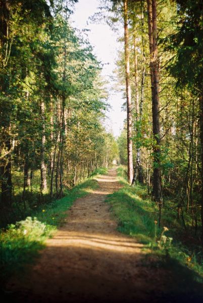 photo "***" tags: landscape, forest, summer