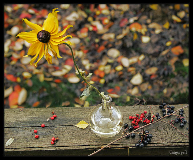 photo "Yellow flower. The day of Protection of the Virgin" tags: still life, 