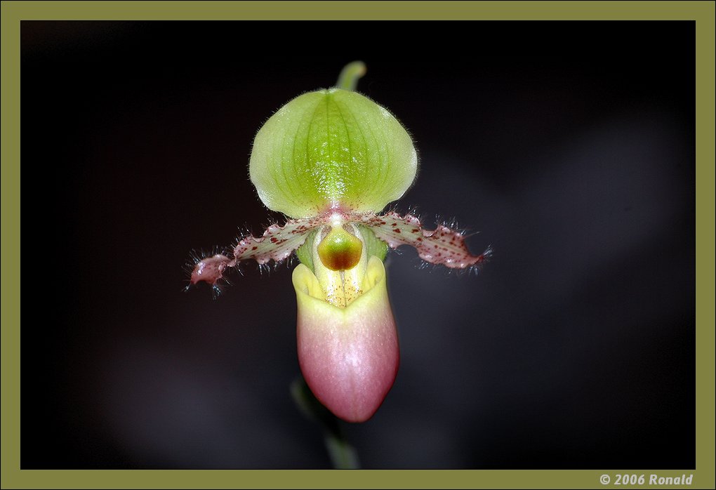 photo "venusschoentje" tags: macro and close-up, nature, flowers