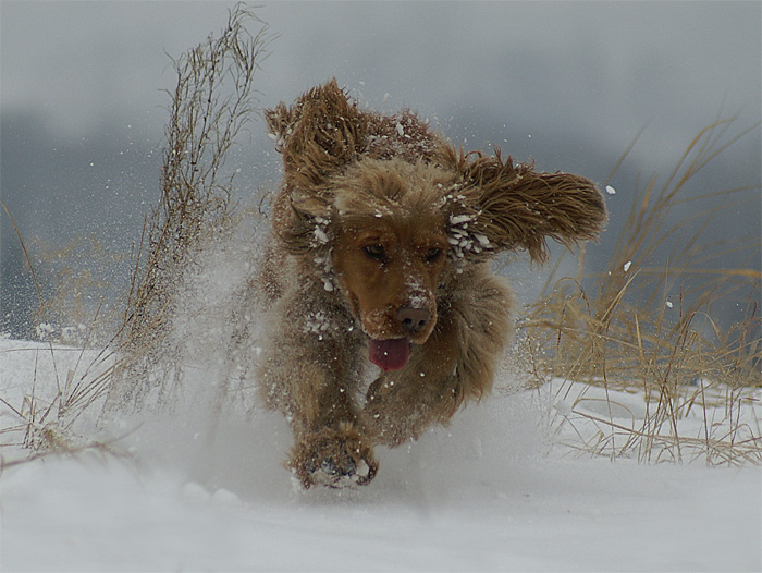 фото "beast..." метки: природа, домашние животные