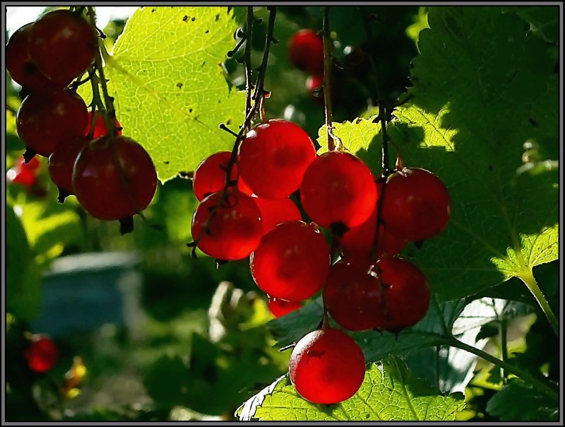 photo "Red and ripe" tags: macro and close-up, nature, flowers