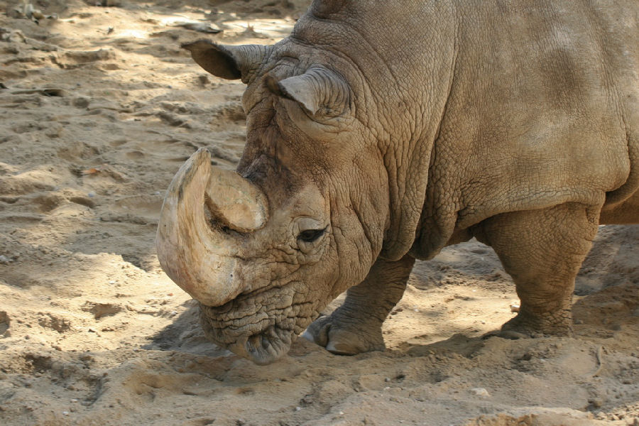 photo "Lisbon Zoo - 10/20" tags: nature, wild animals