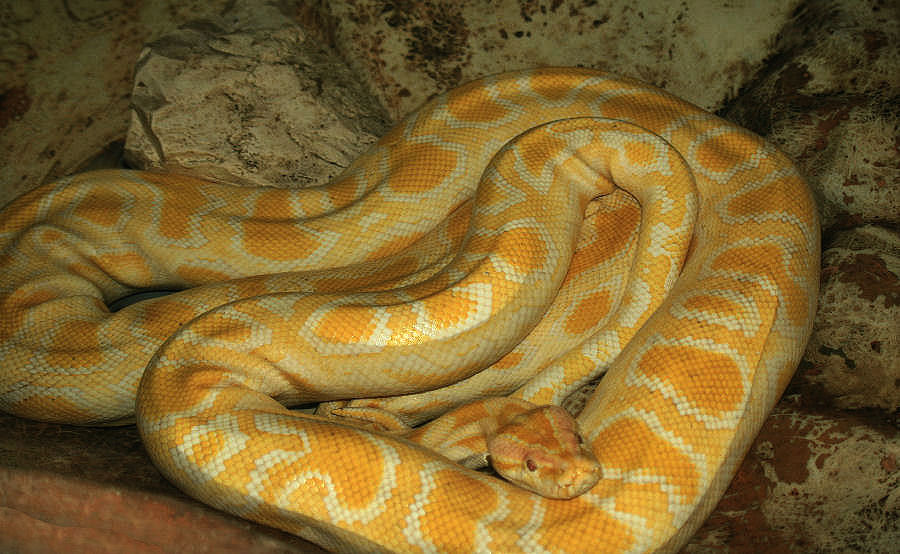 photo "Lisbon Zoo - 11/20" tags: nature, wild animals