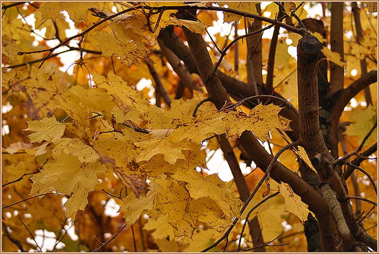 photo "***" tags: nature, 