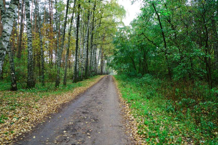 photo "***" tags: landscape, autumn, forest