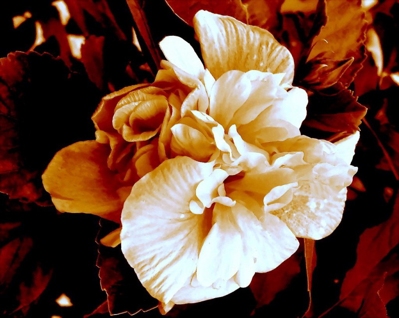 фото "Flower in Sepia" метки: макро и крупный план, природа, цветы