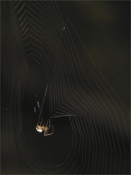 фото "Just hanging... Around?" метки: природа, насекомое