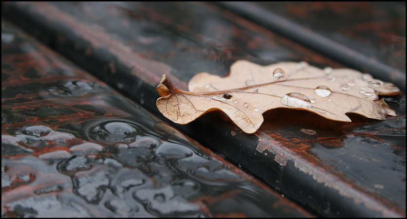 photo "Rainy weather will not prevent a meeting of friends" tags: genre, still life, 