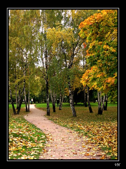 фото "Золотая осень" метки: пейзаж, лес, осень