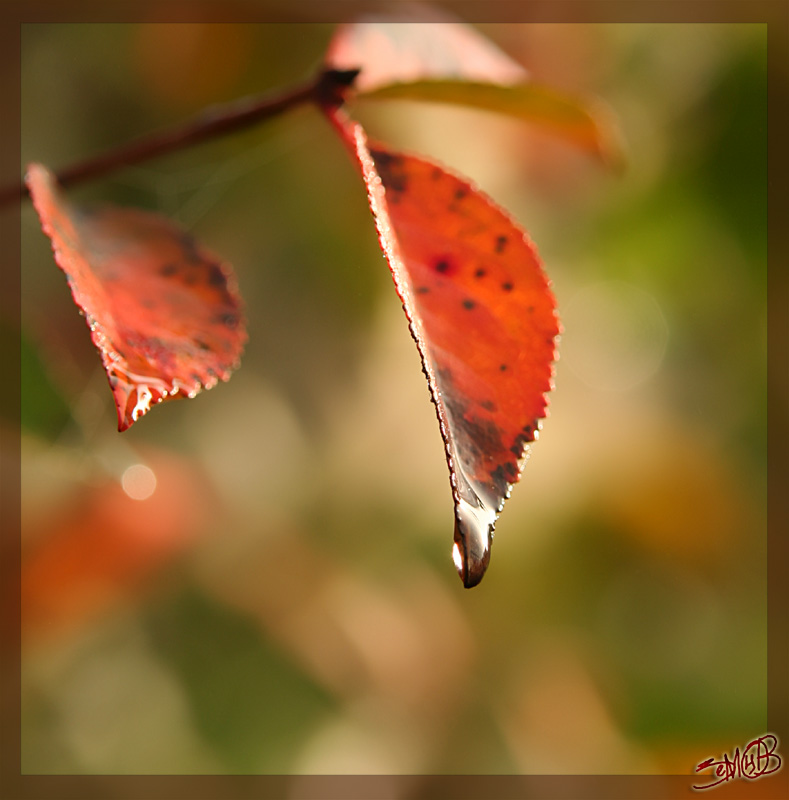 photo "Color drop" tags: macro and close-up, nature, flowers