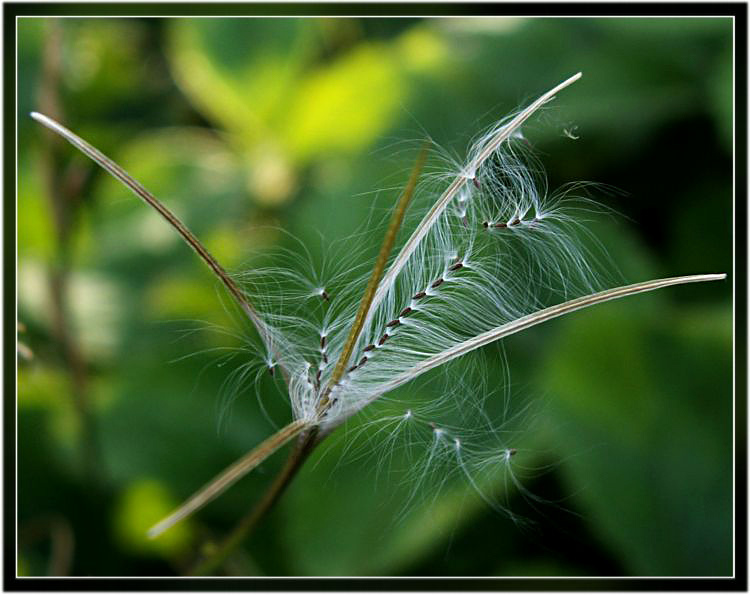 photo "***" tags: nature, flowers