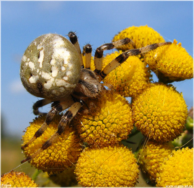 photo "***" tags: nature, insect