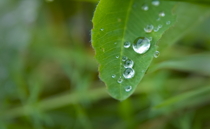 photo "Droplets" tags: nature, macro and close-up, flowers