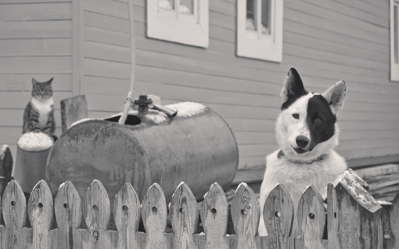 photo "Contrast" tags: black&white, nature, pets/farm animals