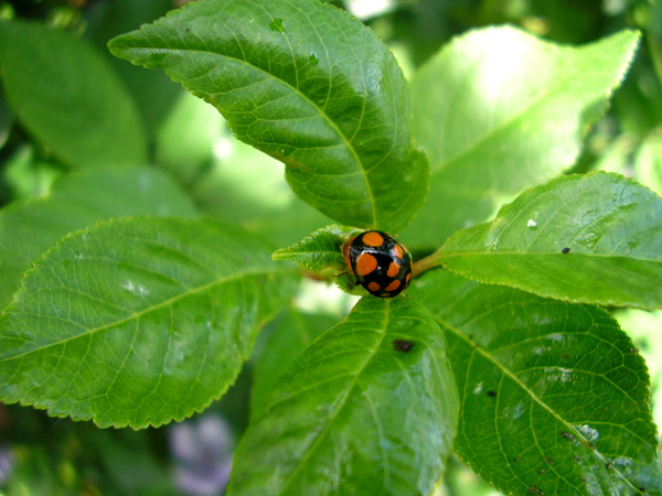 photo "***" tags: nature, insect