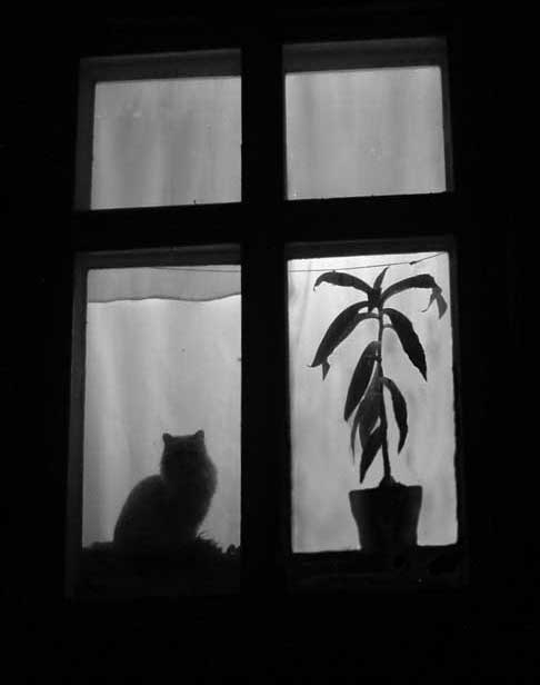 photo "***" tags: black&white, 