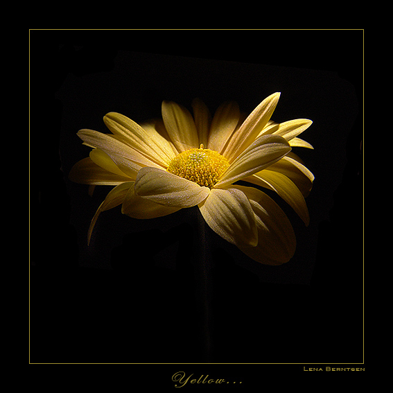 фото "Yellow... (II)" метки: макро и крупный план, природа, цветы