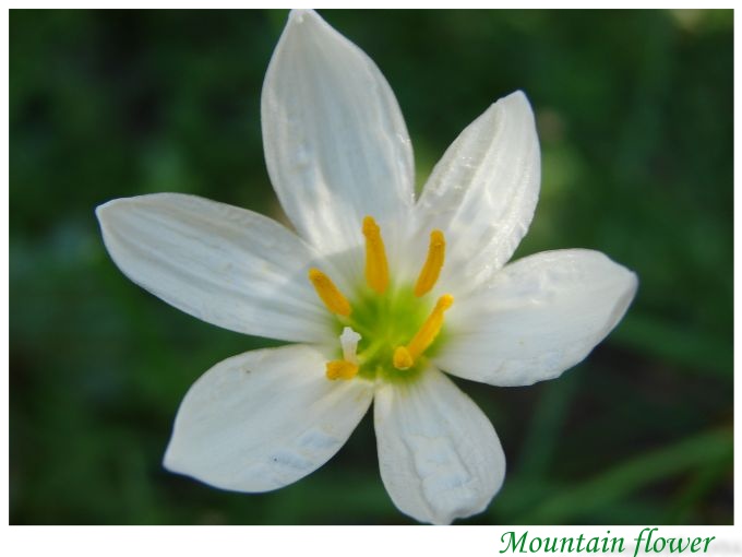 фото "Mountain flower" метки: природа, макро и крупный план, цветы