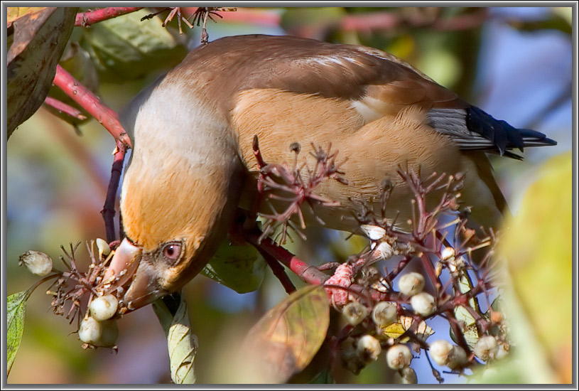 photo "Refinement." tags: nature, wild animals