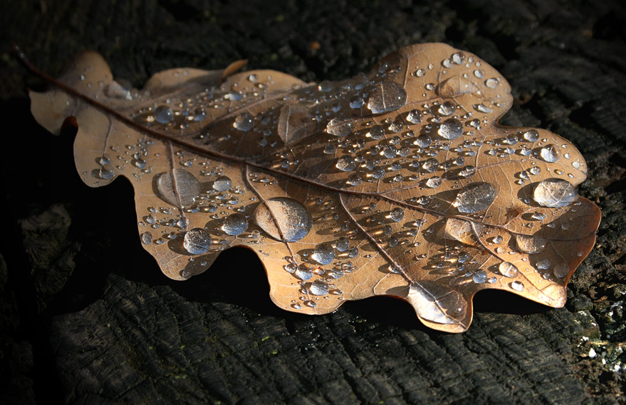 photo "Small  shadows" tags: macro and close-up, 