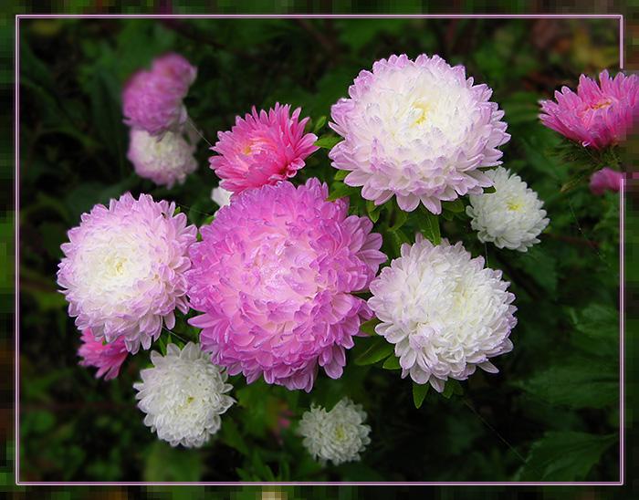 photo "Autumn posy in my garden" tags: nature, flowers