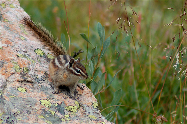 photo "Бурундук" tags: nature, wild animals